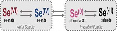 Fungal Bioremediation of Selenium-Contaminated Industrial and Municipal Wastewaters